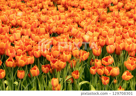 Vibrant orange tulips blooming in a lush garden, creating a stunning floral landscape scene 129708301