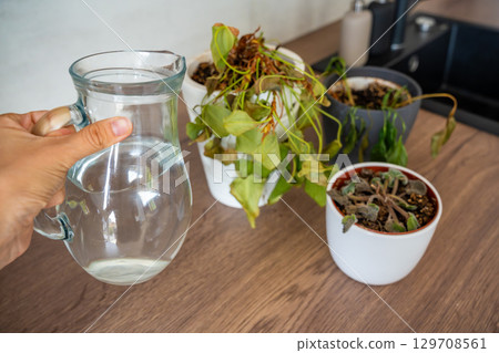 Female hand watering dry houseplants from a glass pitcher after a long absence. Restoring care, emotional reconnection, and hope for revival. Female hand watering dry houseplants from a glass pitcher after a long absence. Restoring care, emotional reconnection, and hope for revival. 129708561