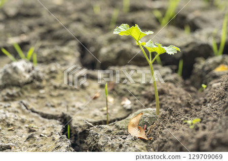 Detailed close-up of cracked dry soil surface with small green grass sprouts Detailed close-up of cracked dry soil surface with small green grass sprouts 129709069