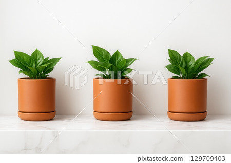 Three potted plants are lined up on a white shelf 129709403