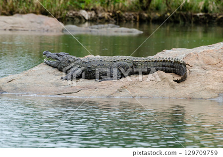 A large crocodile resting on a rock in the middle of Kaveri river in Ranganathittu bird sanctuary A large crocodile resting on a rock in the middle of Kaveri river in Ranganathittu bird sanctuary 129709759