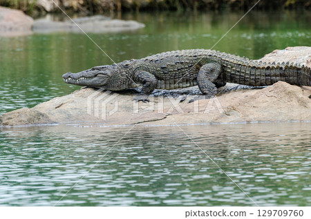 A large crocodile resting on a rock in the middle of Kaveri river in Ranganathittu bird sanctuary A large crocodile resting on a rock in the middle of Kaveri river in Ranganathittu bird sanctuary 129709760