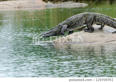 A large crocodile getting into the  Kaveri river in Ranganathittu bird sanctuary 129709761