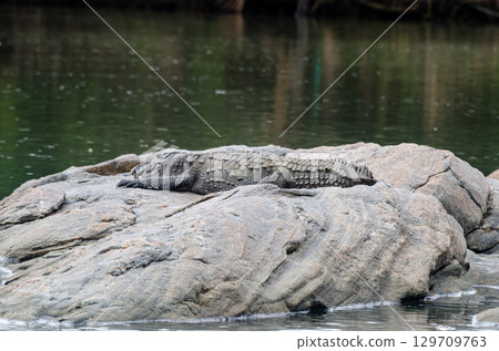A large crocodile resting on a rock in the middle of Kaveri river in Ranganathittu bird sanctuary 129709763