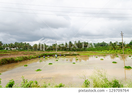 Traditional manual rice cultivation in rural India 129709764