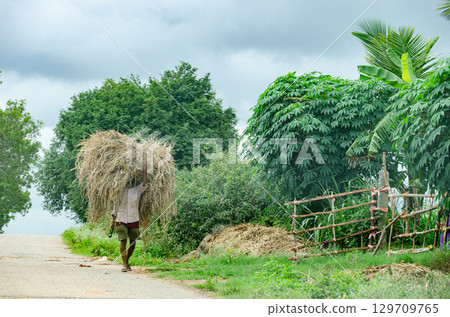 A farmer carrying hay on head - a typical Indian village scene 129709765