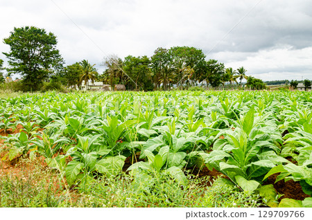 Tobecco plantation in Doraranahalli, Mysore, India Tobecco plantation in Doraranahalli, Mysore, India 129709766
