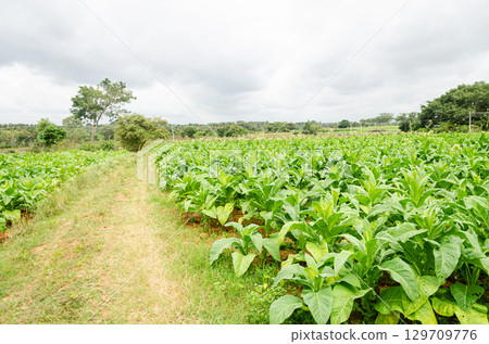 Tobecco plantation in Doraranahalli, Mysore, India 129709776