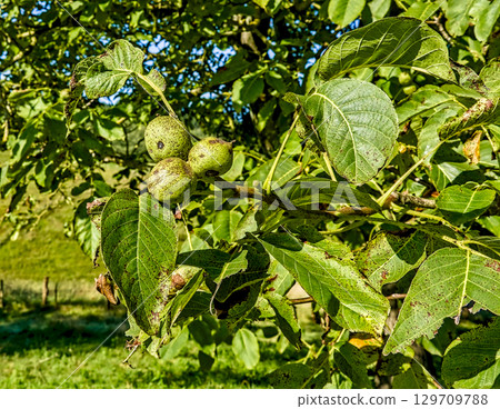 Three Green Walnuts Clustered on a Walnut Tree Branch 129709788