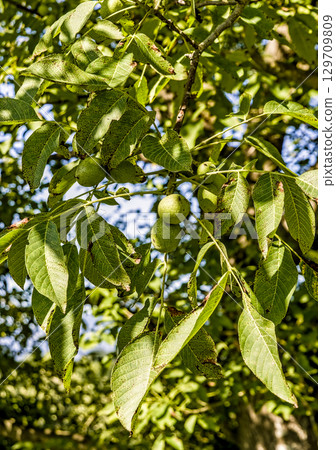 Cluster of Green Walnuts Growing on a Walnut Tree Cluster of Green Walnuts Growing on a Walnut Tree 129709809