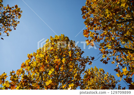 Autumn leaves of plane trees and blue sky 129709899