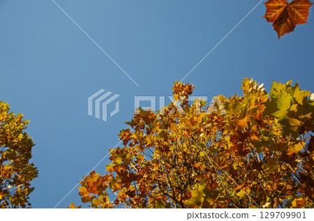 Platanus and blue sky 129709901