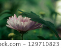 a beautiful pink chrysanthemum in the garden, taken in close-up on a green background 129710823