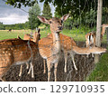 young deer, outdoor behind fence 129710935