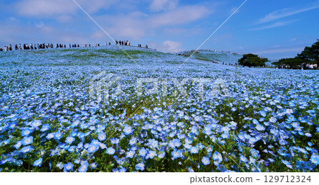 Nemophila field in Hitachi Seaside Park 129712324