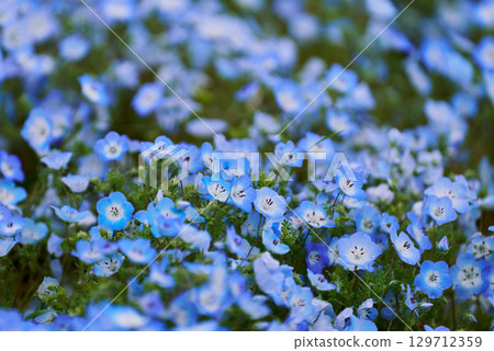 Close-up of nemophila (small flowers against the blue sky) Close-up of nemophila (small flowers against the blue sky) 129712359