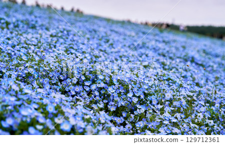 日立海濱公園的藍丘蓮草 日立海濱公園的藍丘蓮草 129712361
