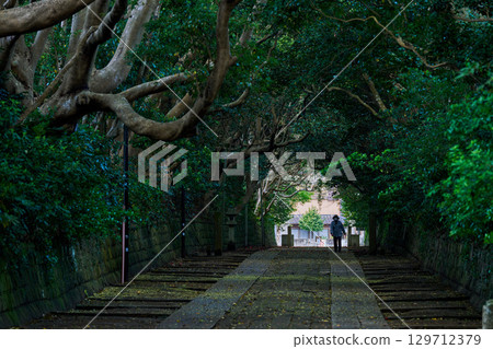 坂井磯崎神社的參道與樹隧道 129712379