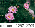 pink chrysanthemums on a green background 129712705