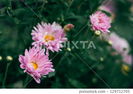 pink chrysanthemums on a green background 129712705