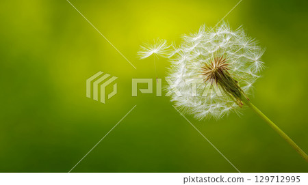 Close-up of a delicate dandelion seed head with one seed drifting away, set against a soft, bright green background. Evokes themes of wishes, freedom, nature, and gentle beauty of spring and summer 129712995