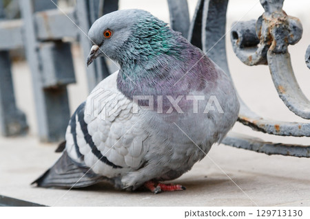 portrait of a beautiful dove portrait of a beautiful dove 129713130