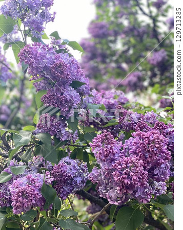 Lilac flowers blooming on green branches in a garden setting, perfect for nature background 129713285