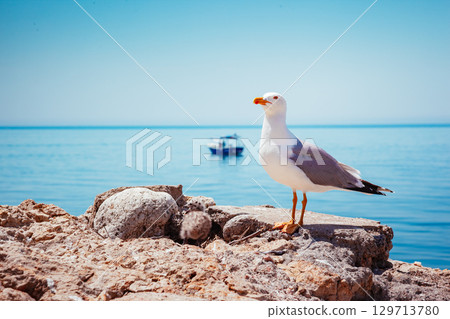 Bird's Nest on the Atlantic ocean. Unique pictures of wildlife. 129713780