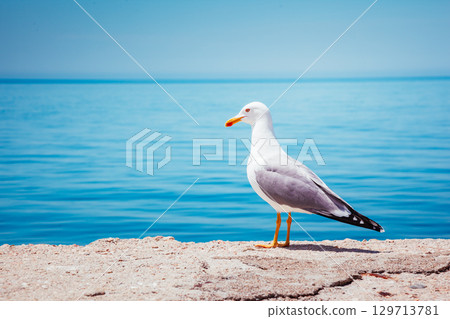 Bird's Nest on the Atlantic ocean. Unique pictures of wildlife. 129713781