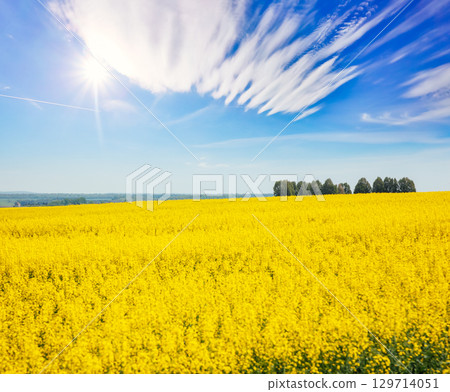 Captivating views of canola field in sunlight. 129714051