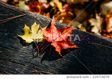Dark background with fall maple leaf on rustic wooden table. Yellow and red autumn leaves. Copy space. Top view. Dark background with fall maple leaf on rustic wooden table. Yellow and red autumn leaves. Copy space. Top view. 129714070