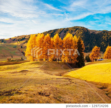 Magic image of yellow larches in sunlight. 129714206