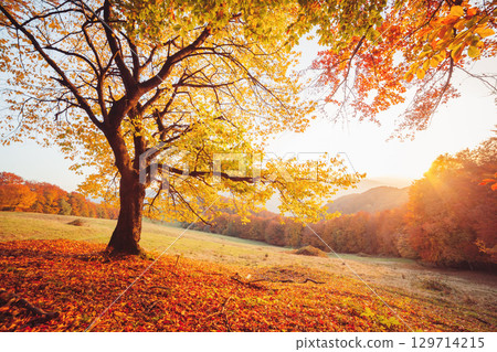 Awesome image of the autumn beech tree. 129714215