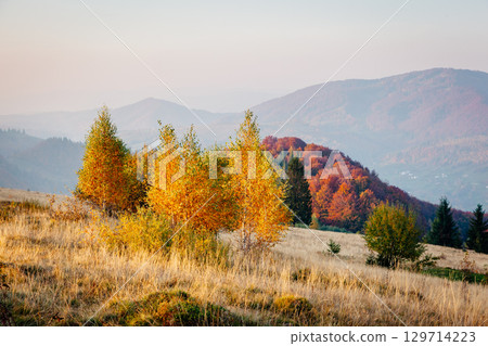 Majestic birches in sunny beams at magical valley. Majestic birches in sunny beams at magical valley. 129714223