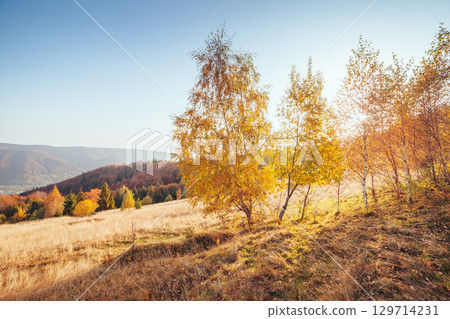 Majestic birches in sunny beams at magical valley. 129714231