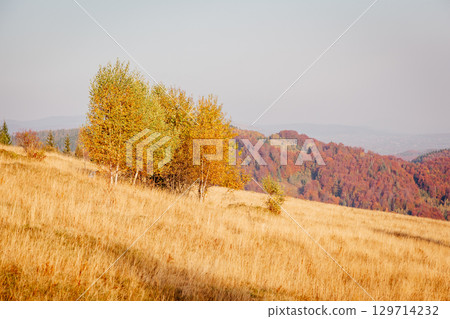 Majestic birches in sunny beams at magical valley. 129714232