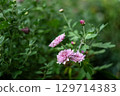 A pink chrysanthemum bush in the garden 129714383