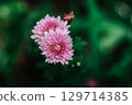Pink chrysanthemums on a green background. Top view 129714385