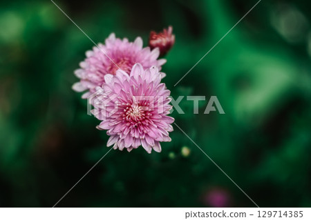 Pink chrysanthemums on a green background. Top view Pink chrysanthemums on a green background. Top view 129714385