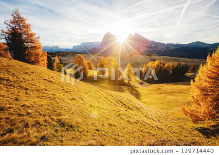 Magical image of larch on the slopes of the hills. Location place Seiser Alm or Alpe di Siusi, South Tyrol, Italy. Europe. Magical image of larch on the slopes of the hills. Location place Seiser Alm or Alpe di Siusi, South Tyrol, Italy. Europe. 129714440