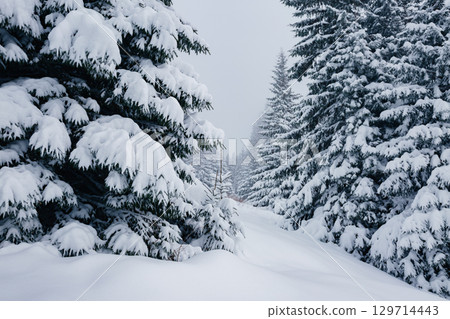 Scenic image of spruces tree. Location Carpathian, Ukraine, Europe. 129714443