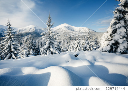 Magical image of spruces glowing by sunlight. Carpathian national park, Ukraine, Europe. 129714444