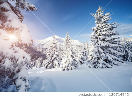 Magical image of spruces glowing by sunlight. Carpathian national park, Ukraine, Europe. 129714445