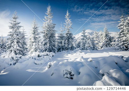 Magic image of spruces glowing by sunlight. 129714446