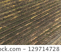 Drone view of vineyard rows in autumn, creating diagonal lines across the landscape 129714728