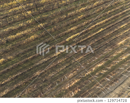 Drone view of vineyard rows in autumn, creating diagonal lines across the landscape Drone view of vineyard rows in autumn, creating diagonal lines across the landscape 129714728