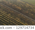 Stunning aerial view of a dirt road winding through rows of vineyard in autumn. In Martani, Castell'Arquato, PC, Italy 129714734