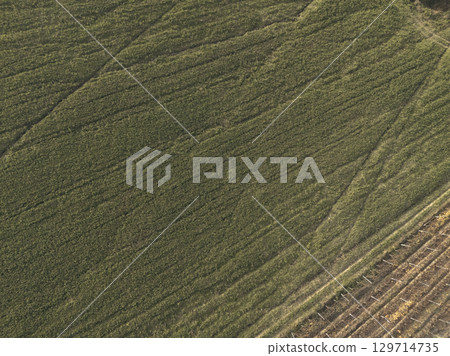 In Martani, Castell'Arquato, PC, Italy Aerial view of a green field meeting a brown field in farmland, creating a contrast in colors and textures. 129714735