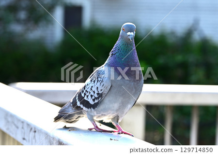 鴿子棲息在柵欄上 129714850