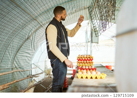 Man, tray or chicken eggs check in food industry sales, logistics export orders or quality control management on countryside farming coop. Farmer, poultry birds or protein production stock for retail Man, tray or chicken eggs check in food industry sales, logistics export orders or quality control management on countryside farming coop. Farmer, poultry birds or protein production stock for retail 129715109